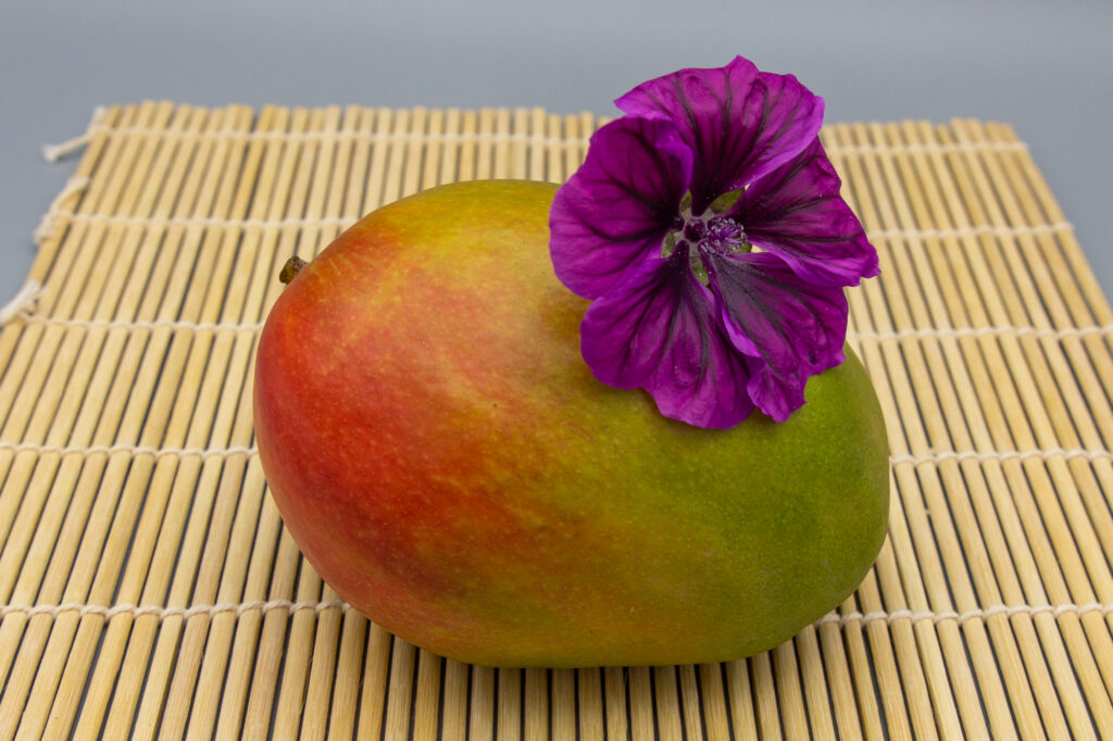 Ripe organic mango with beautiful red-green coloring.