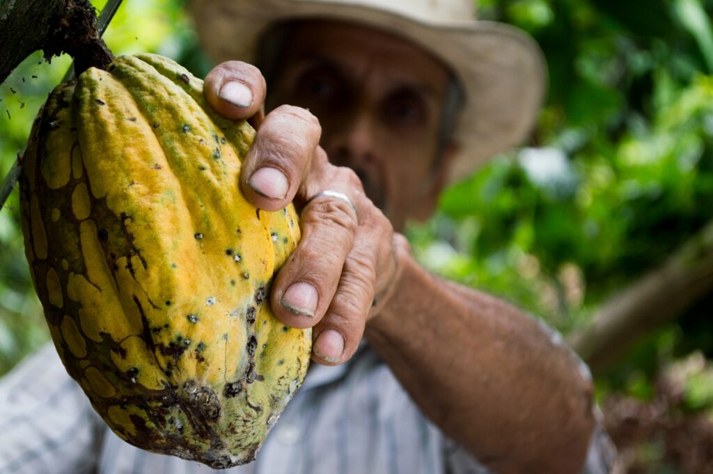 El cacao se obtiene de los granos del fruto del cacao