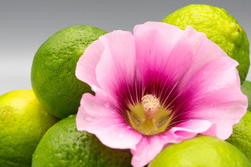 Limettensaft kann als Grundzutat dienen und wird meistens für Sorbets vewendet