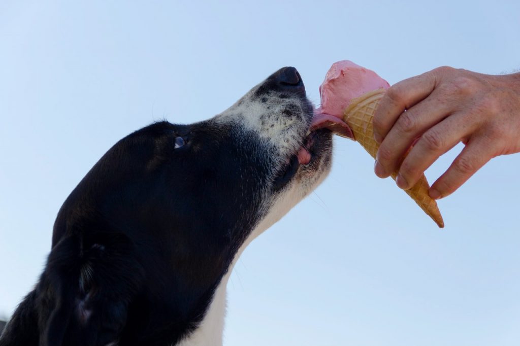 This is probably not dog ice cream. But more and more ice-cream parlors are offering an unsweetened variety for the four-legged friends.