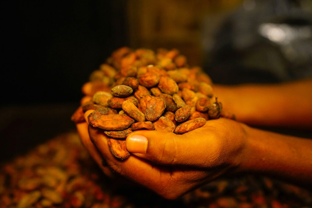 After drying and roasting, the cocoa beans have a brown color.
