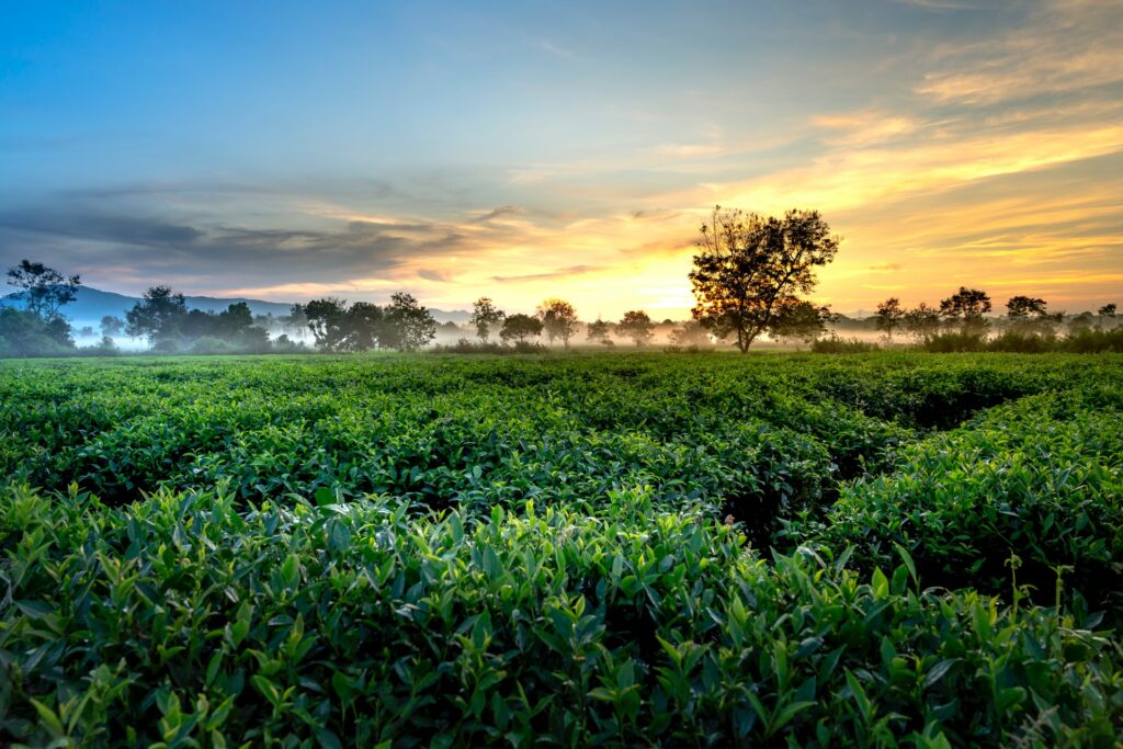 Teeplantage bei Sonnenaufgang