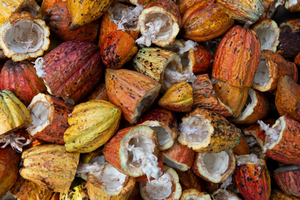 Fruchtschalen des Kakaobaums in allen Farbtönen. Die Bohnen befinden sich im Inneren der Frucht und wurden hier bereits entfernt.