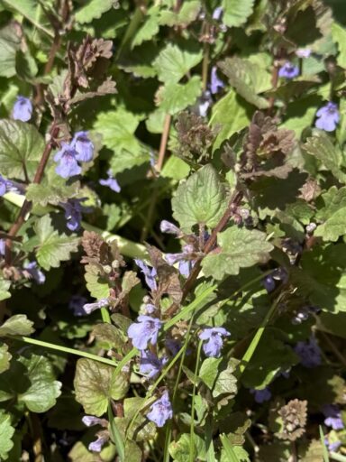 Gundermann hat schöne violette Blüten. Sowohl Blüten als auch Blätter haben einen aromatischen Geschmack.