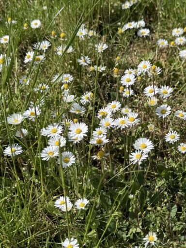 Gänseblümchen findet man häufig auf der Wiese.