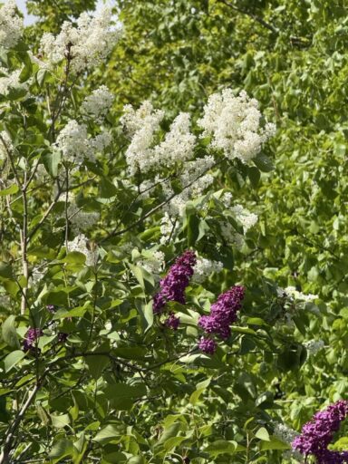 Flieder verströmt einen intensiven Duft im Frühling. Die Blüten sind auch essbar.
