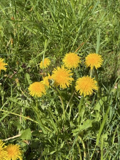 Löwenzahnblüten leuchten intensiv gelb und haben einen süßlichen Geschmack.